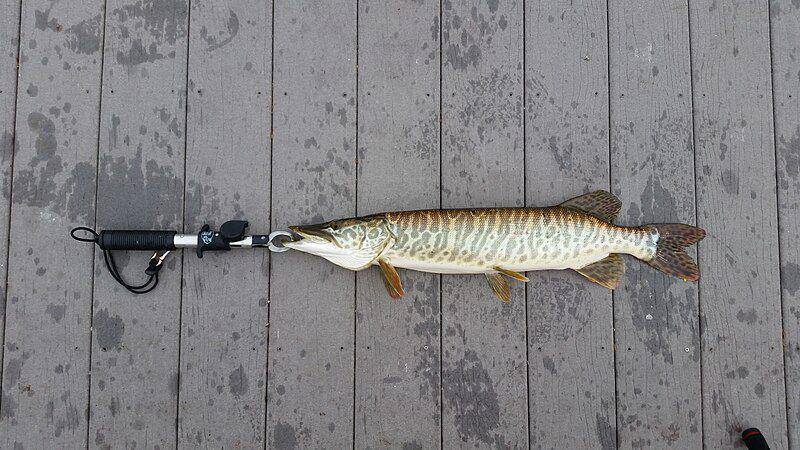 Ilustrasi ikan muskellunge yang banyak dicari dalam pemancingan (commons.m.wikimedia.org/BenitoJuarez98)