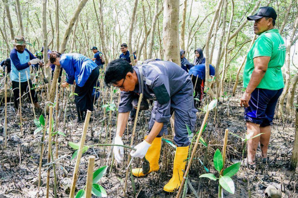 PT PP (Persero) Tbk berkontribusi dalam pelestarian lingkungan dengan menanam 1.000 pohon mangrove di pesisir Tambakrejo. (dok. PTPP)
