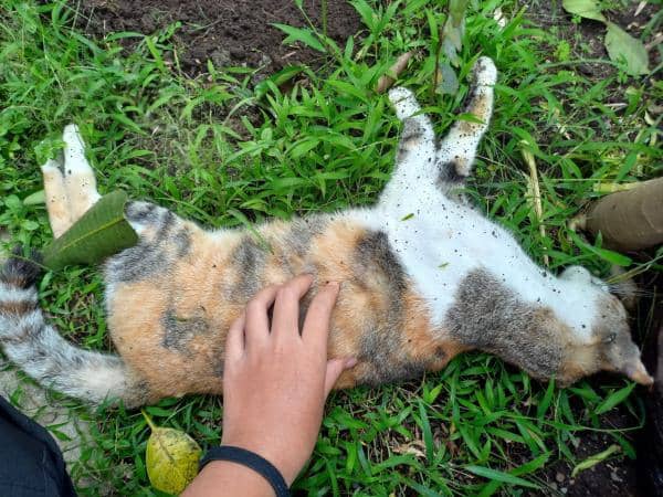 Kucing-kucing yang mati mendadak di Kecamatan Lowokwaru, Kota Malang. (IDN Times/Istimewa)