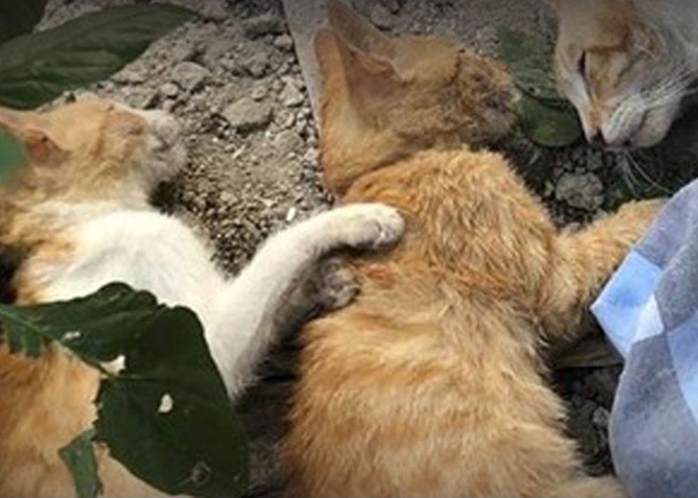 Sering Terjadi Kematian Massal Kucing di Malang, Diduga Pelakunya Sama