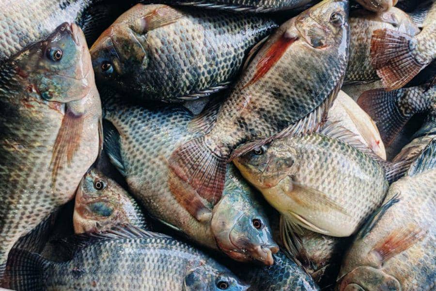 ilustrasi ikan mujair (pexels.com/MD. SAIFUL ISLAM)