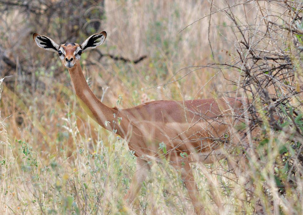6 Fakta Unik Gerenuk, si Gazelle Jerapah dari Afrika