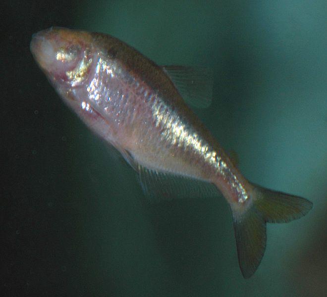 Cavefish jenis astyanax fasciatus (commons.wikimedia.org/James St. John)