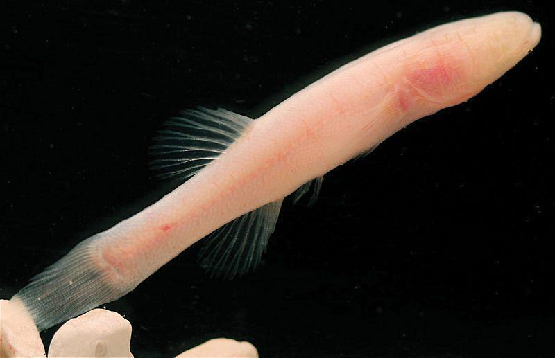 Cavefish hoosieri (commons.wikimedia.org/M.L. Niemiller)