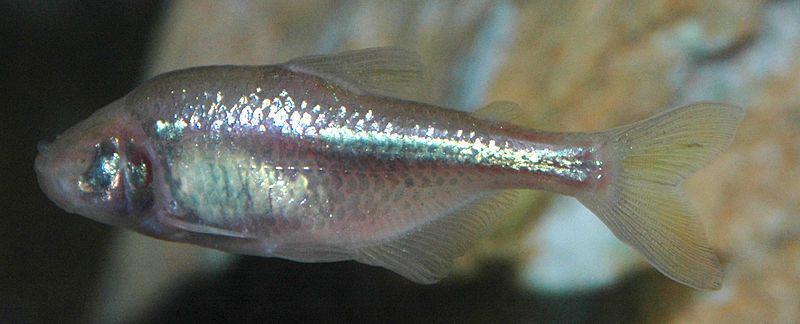Mexican blind cavefish (commons.wikimedia.org/James St. John)
