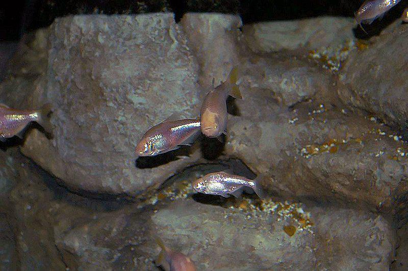 Cavefish jenis astyanax fasciatus mexicanus (commons.wikimedia.org/David J. Stang)