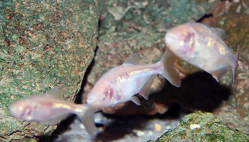 Cavefish jenis anoptichthys jordani (commons.wikimedia.org/David J. Stang)