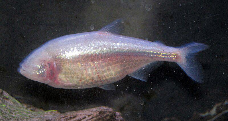 Mexican blind cavefish (commons.wikimedia.org/James St. John)