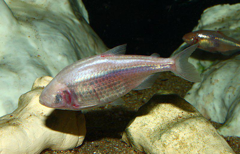 Cavefish jenis astyanax mexicanus (commons.wikimedia.org/H. Zell)