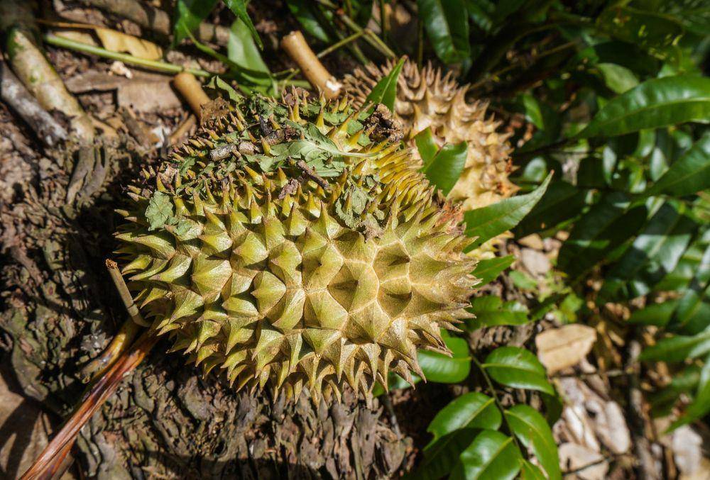 Ilustrasi Buah Durian (Pixabay/najibzamri)