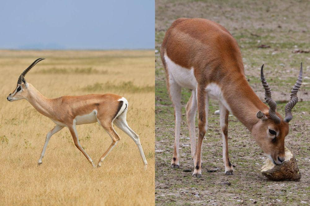 6 Fakta Unik Gerenuk, si Gazelle Jerapah dari Afrika | IDN Times
