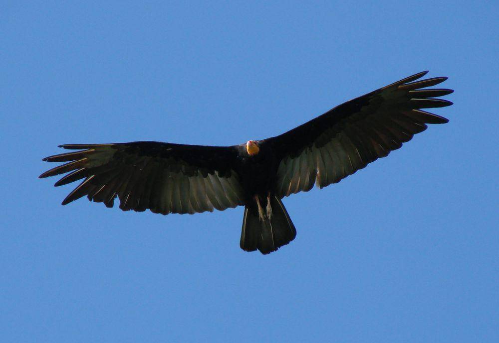 Vulture hutan (commons.wikimedia.org/Sidnei Dantas)