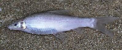 Cavefish jenis henicorhynchus thaitui (commons.wikimedia.org/Nguyen DT, Ho AT, Hoang NT, Wu H, Zhang E)