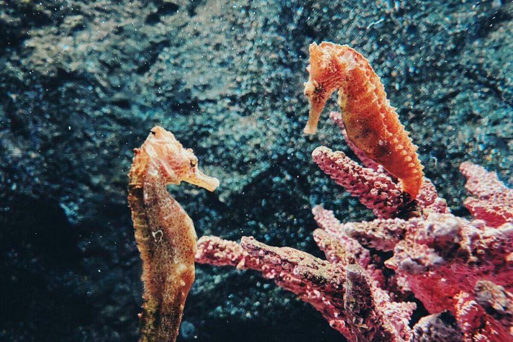 ilustrasi pasangan kuda laut (unsplash.com/@jmeguilos)