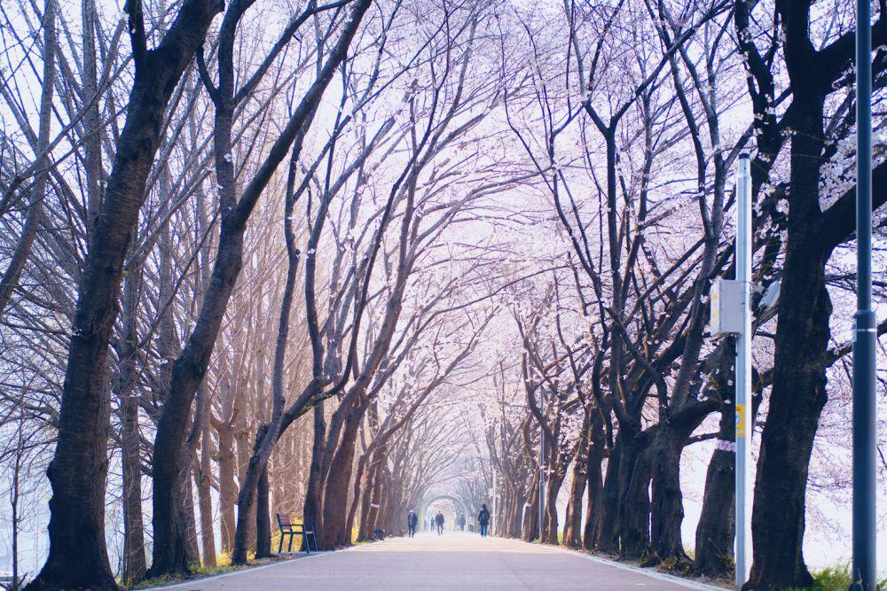 Kapan Musim Sakura di Korea 2025? Catat Waktu dan Lokasinya