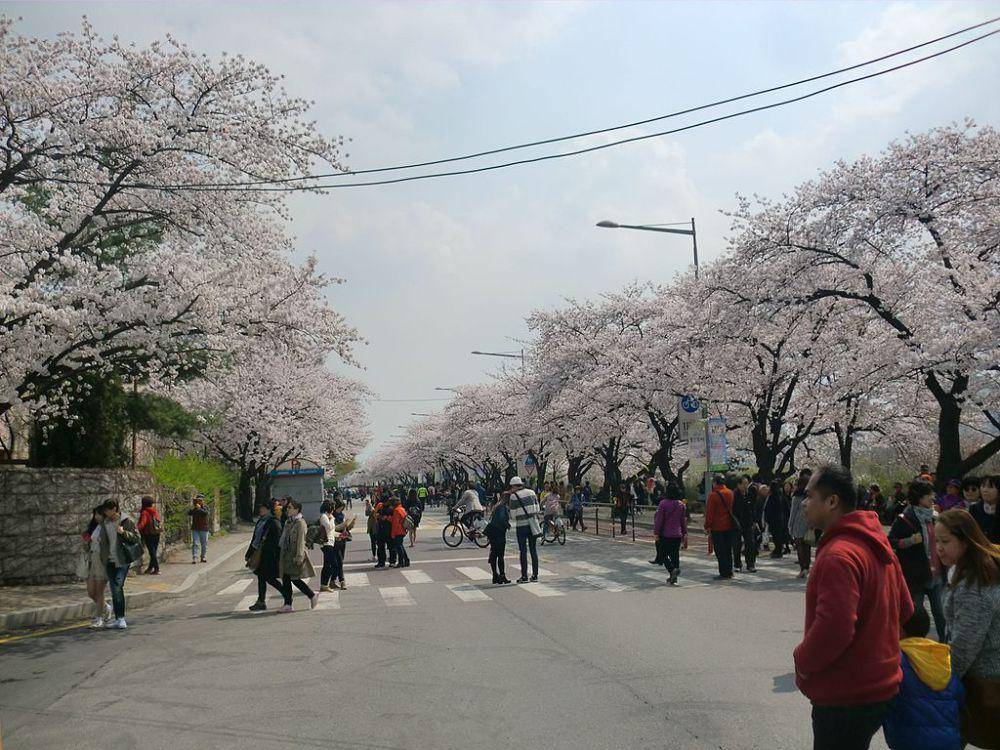Yeouido Spring Flower Festival (commons.wikimedia.org/hyolee2)