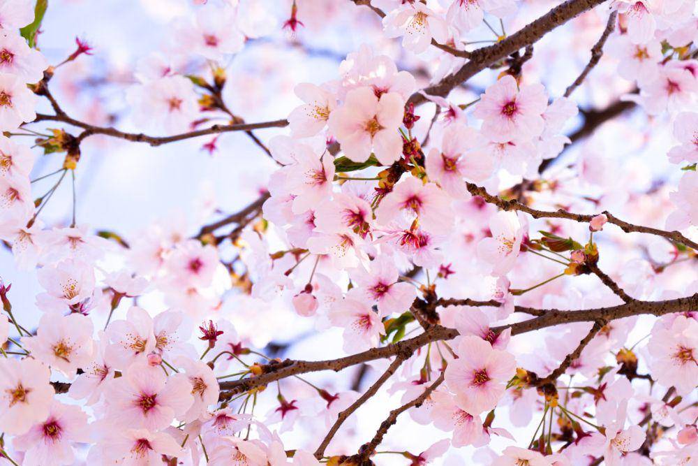 ilustrasi bunga sakura mekar (unsplash.com/Clark Gu)