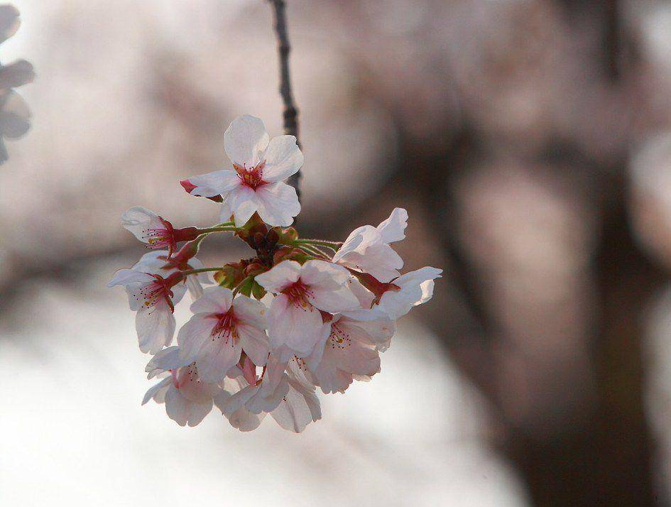 King Cherry (commons.wikimedia.org/lacomi)