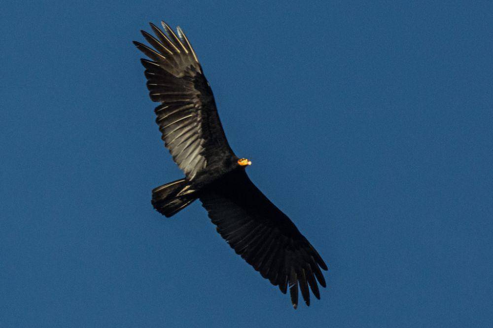 Vulture hutan (inaturalist.org/Phil Kahler)
