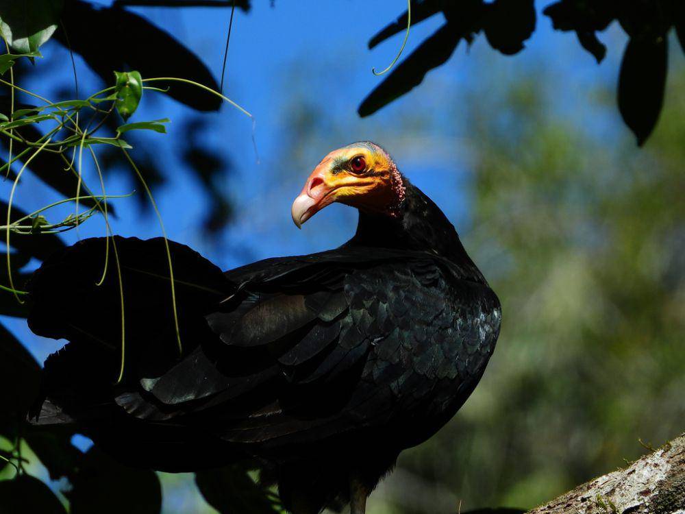 Vulture hutan (inaturalist.org/Sébastien SANT)