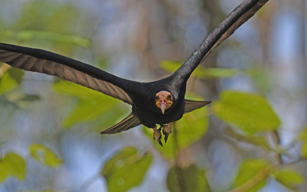 Vulture hutan (inaturalist.org/Christoph Moning)