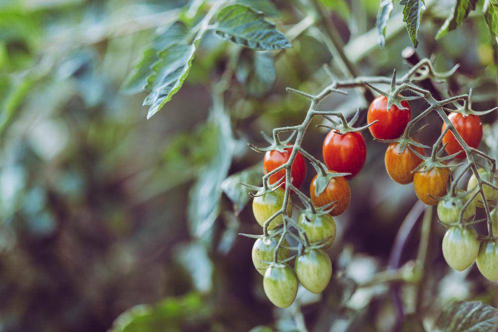 ilustrasi tomat cherry (pexels.com/Markus Spiske)