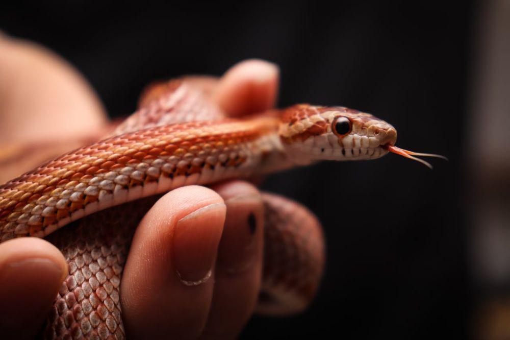 7 Arti Mimpi Melihat Ular Kecil, Waspada Akan Masalah Tersembunyi