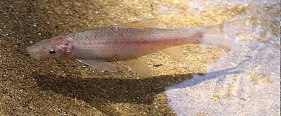 Cavefish jenis henicorhynchus thaitui (commons.wikimedia.org/Nguyen DT, Ho AT, Hoang NT, Wu H, Zhang E)