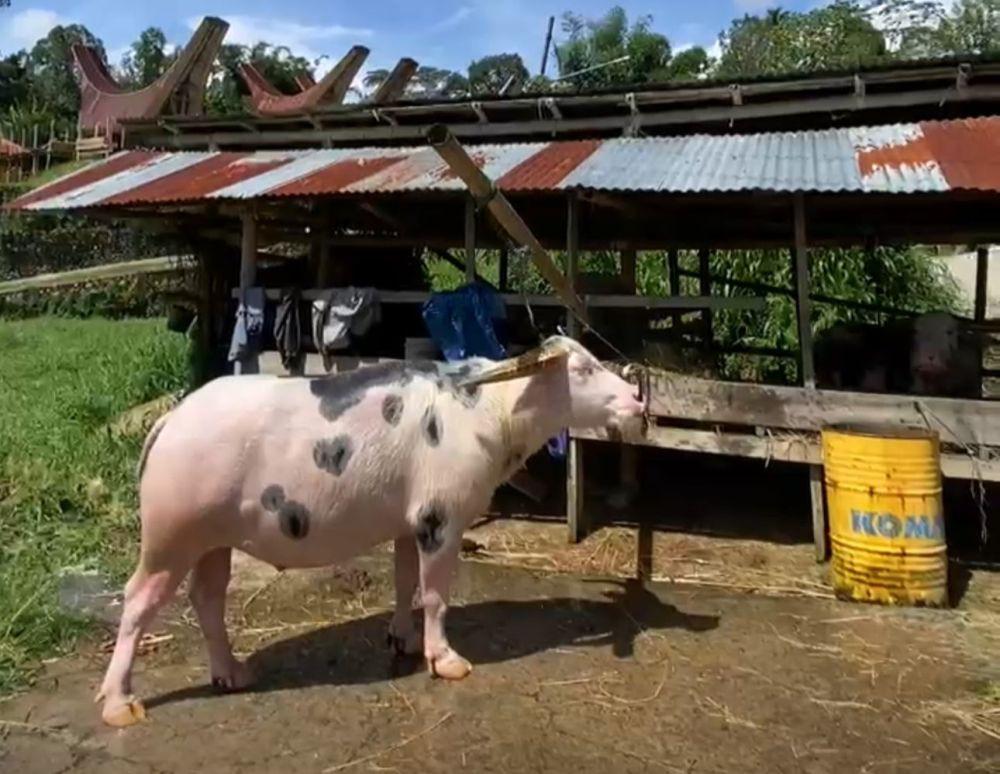 Tedong Bonga Diakui sebagai Kekayaan Intelektual Toraja-Toraja Utara