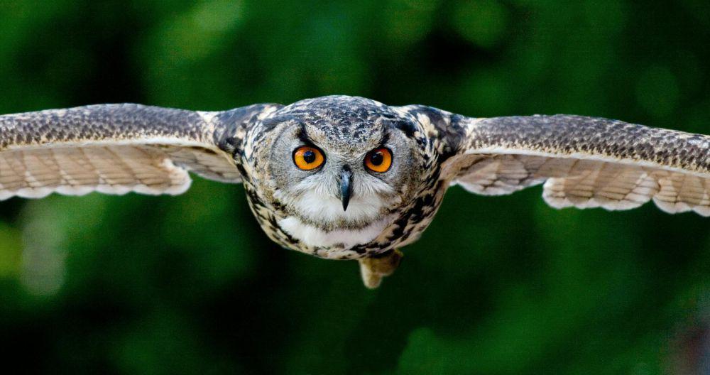 Rahasia Ilmiah dari Tulang Burung, Ringan, tapi Kuat untuk Terbang!