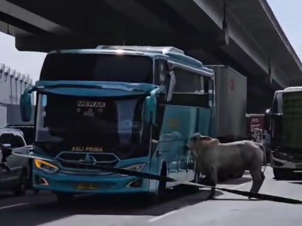 Ngamuk di Tol Japek, Sapi Lepas dari Truk Akhirnya Dipotong