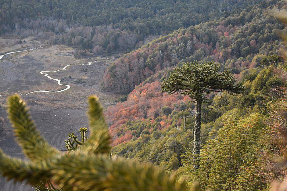 ilustrasi Hutan Araucaria (wikimedia.org/Delahimalaya-alosandes)