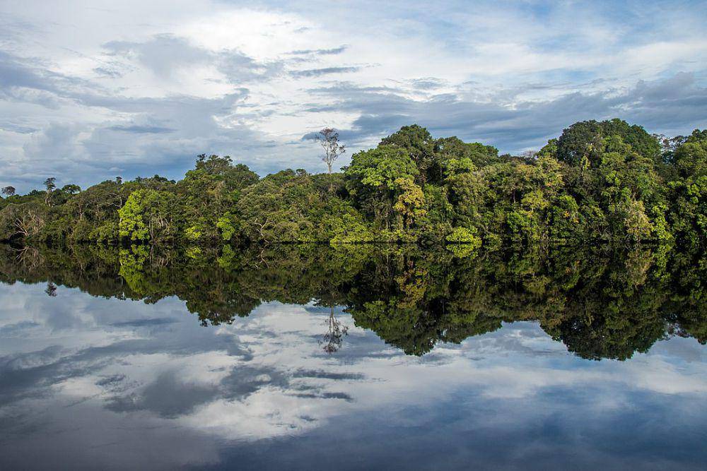 ilustrasi Hutan Hujan Amazon (wikimedia.org/Dalia McGill)