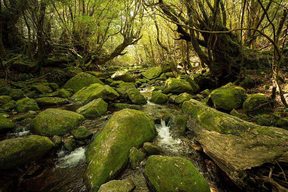 ilustrasi Hutan Yakushima (wikimedia.org/Raita Futo)