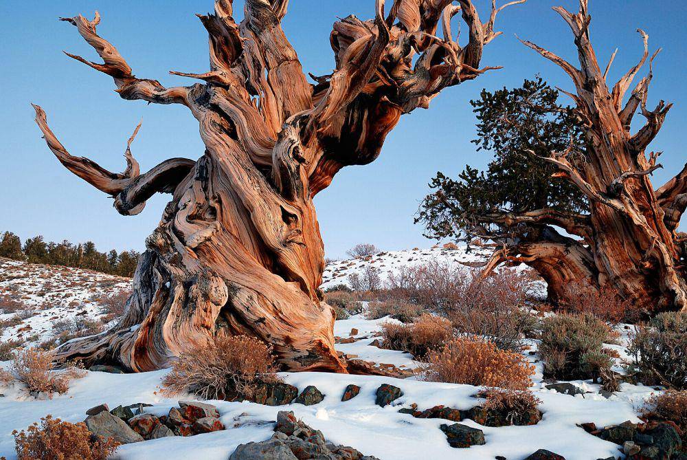 ilustrasi Hutan Pinus Bristlecone Kuno (wikimedia.org/Rick Goldwaser)