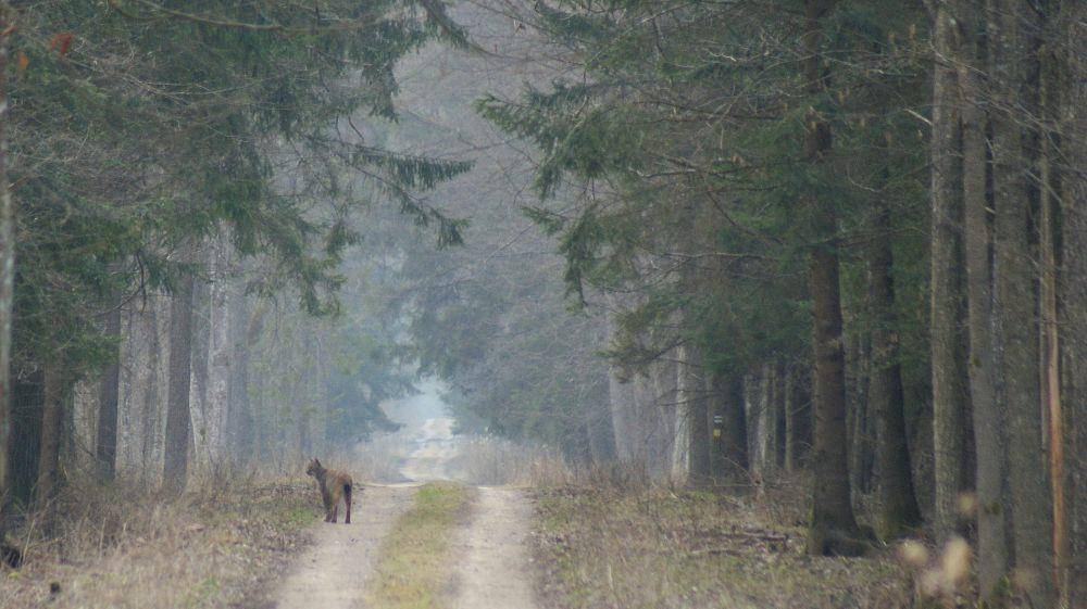 ilustrasi Hutan Białowieża (wikimedia.org/Krzysztof Parzych)