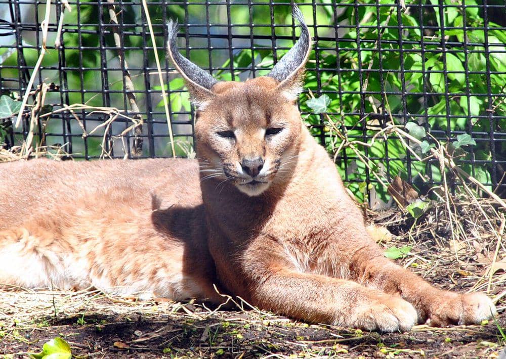 Caracal cat (commons.wikimedia.org/angela n.)