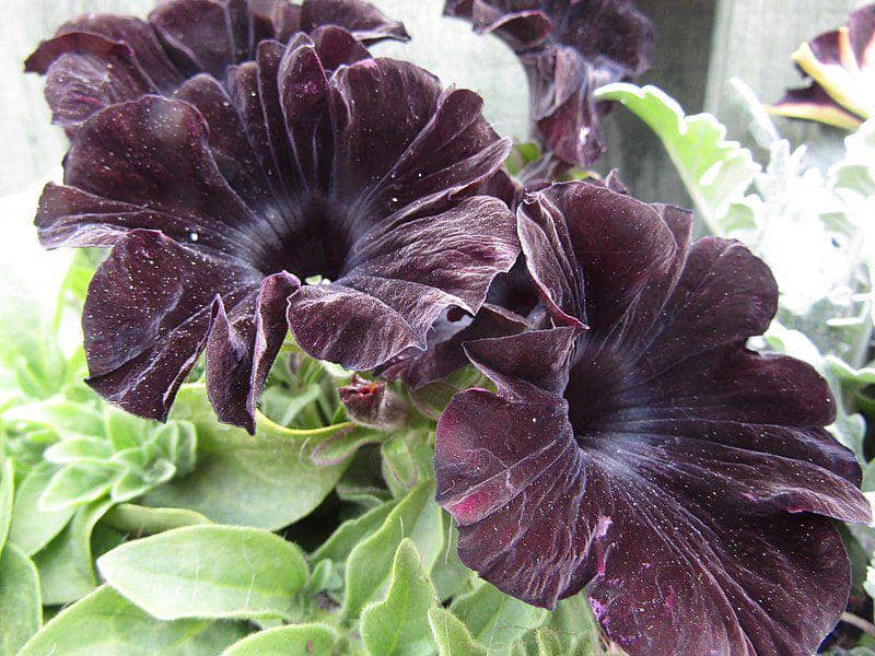 Ilustrasi bunga petunia hitam black velvet (commons.m.wikimedia.org/Kolforn)