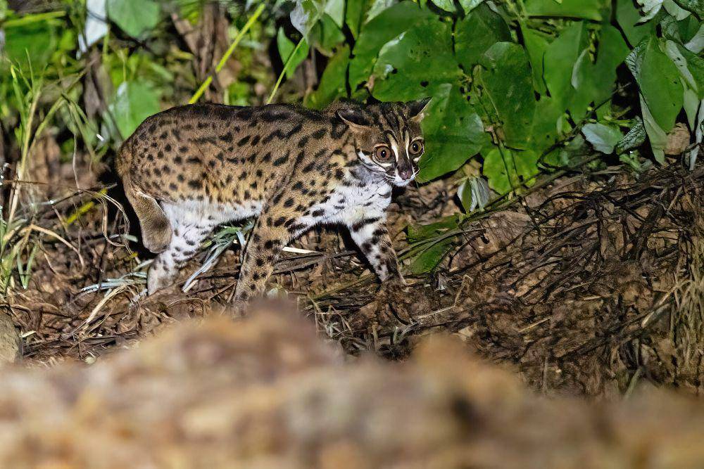Kucing kuwuk (commons.wikimedia.org/JJ Harrison)