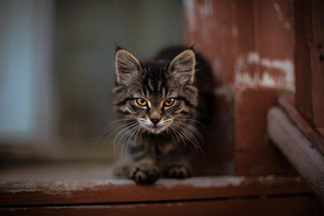 Kenapa Kucing Suka Berantem Malam Hari? Ini Alasannya
