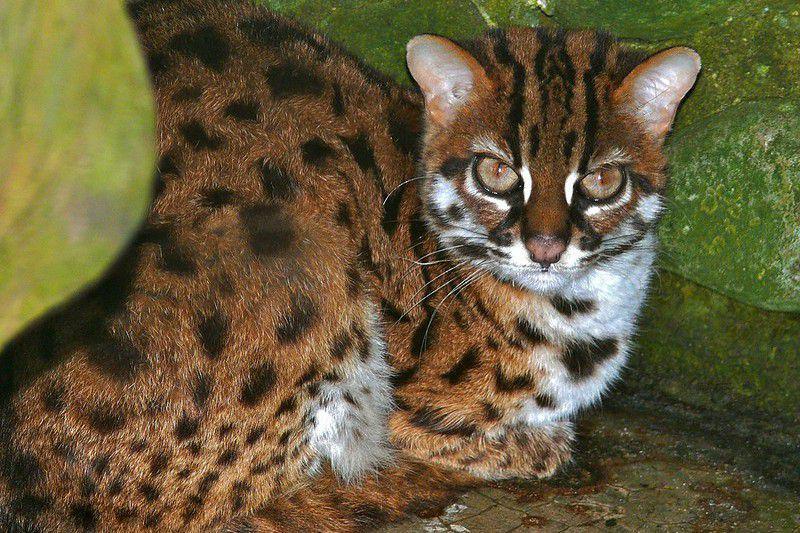 5 Fakta Menarik Kucing Kuwuk, Predator Ulung yang Mirip Macan Tutul