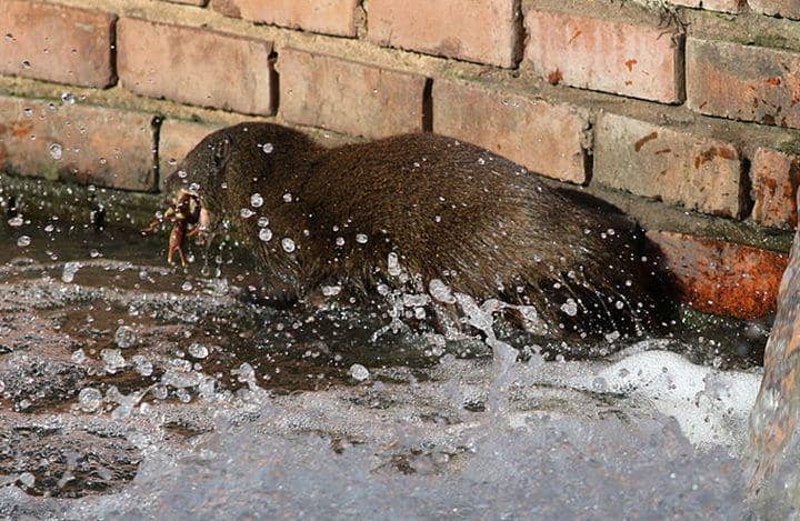Marsh mongoose (Commons.wikimedia.org/Derek Keats)