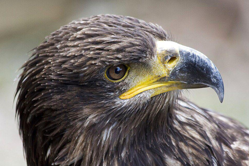 7 Fakta Elang Imperial Timur, Burung Raksasa yang Dianggap Suci