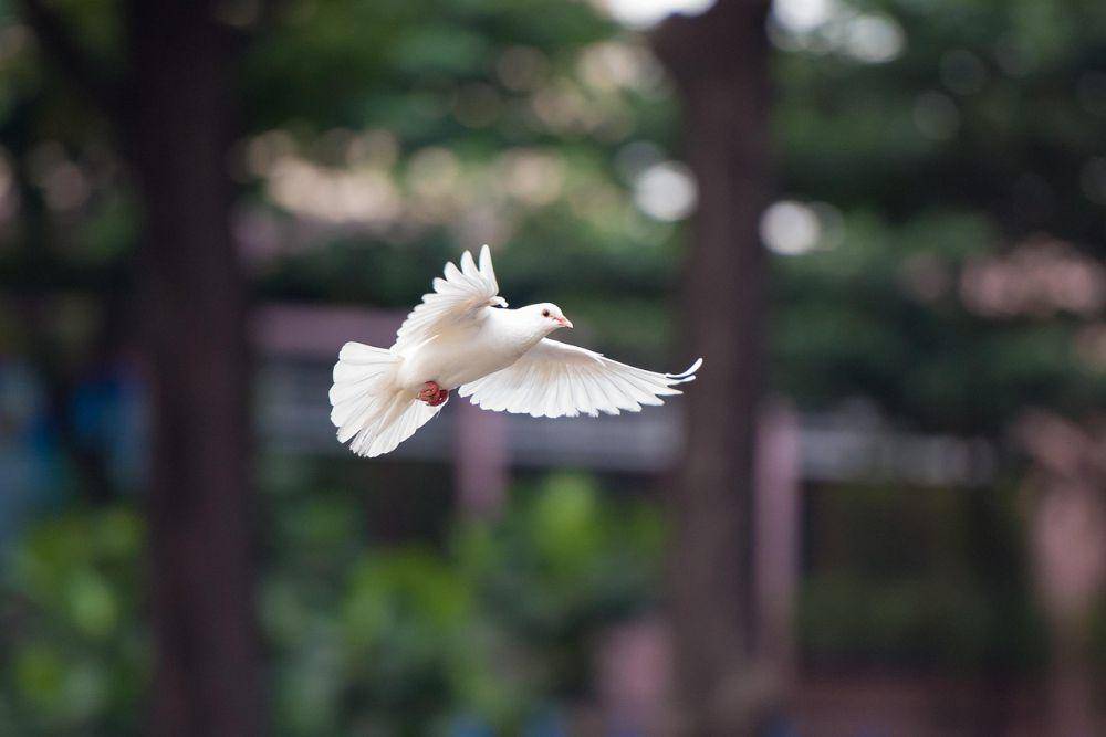 ilustrasi burung merpati (Pixabay.com/kieutruongphoto)