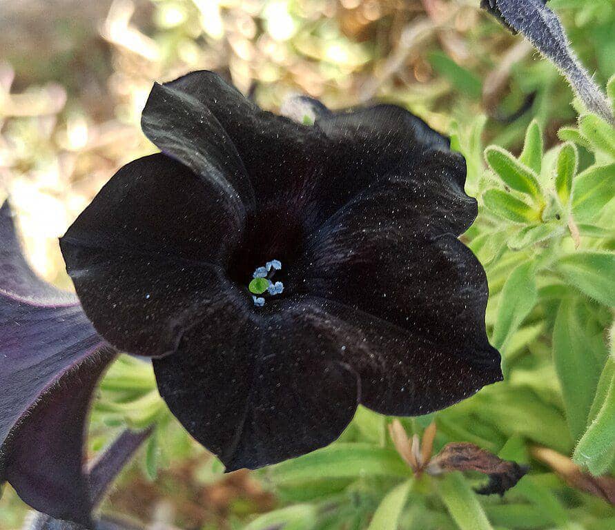 Ilustrasi bunga petunia hitam (commons.m.wikimedia.org/Matankic)