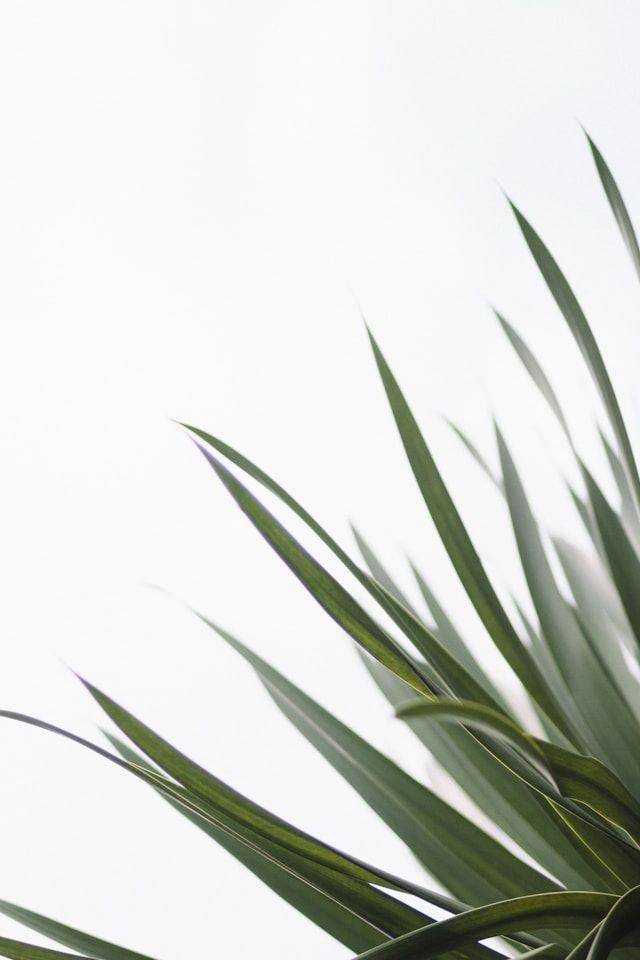 ilustrasi cast iron plant (unsplash.com/Chua Bing Quan)