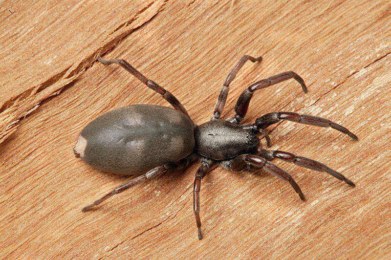 White tailed spider (commons.wikimedia.org/David McClenaghan)