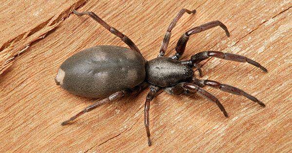 White tailed spider (commons.wikimedia.org/David McClenaghan)