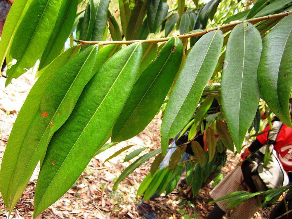 ilustrasi daun dari pohon eboni (commons.wikimedia.org/Kembangraps)