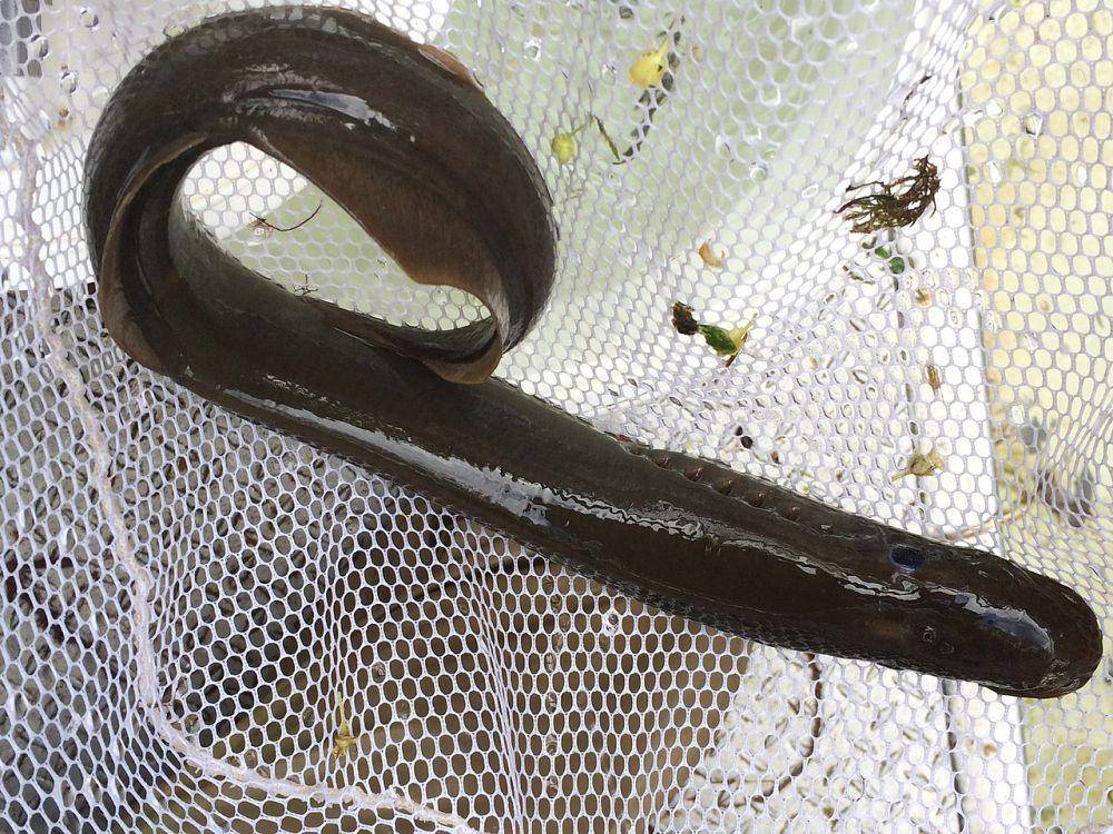 Lamprey pasifik (commons.wikimedia.org/Jeffrey Lee)